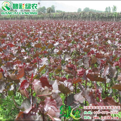 从组培到工程苗 石斛商业化种植的路径解析