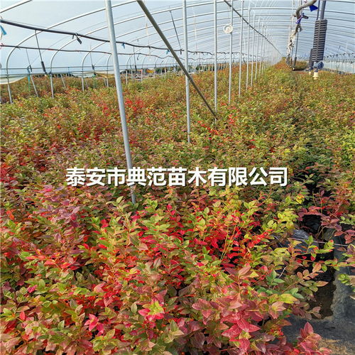 北京地区石斛组培苗技术研究与推广前景