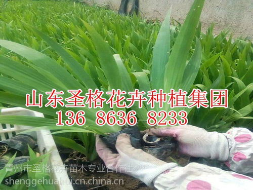 探索多年生草本忍冬 青州市圣格花卉苗木专业合作社的石斛组培苗与图片大全世界