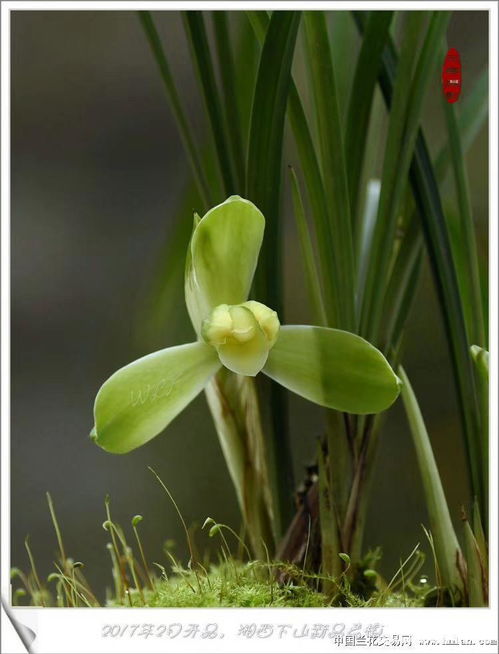 潇湘素梅组培苗生长记录 1苗1芽4叶11cm优质栽培分析