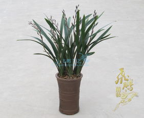 一叶兰苗龄1.5年株高45厘米价格分析与市场现状查询（含组培应用）