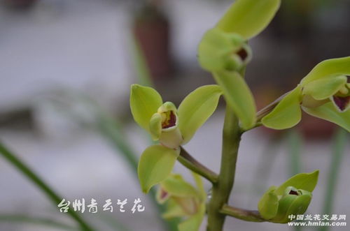 红唇飘仙 一株佳苗的生长魅力