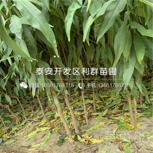 春雪桃树苗图片赏析与市场价格全解析