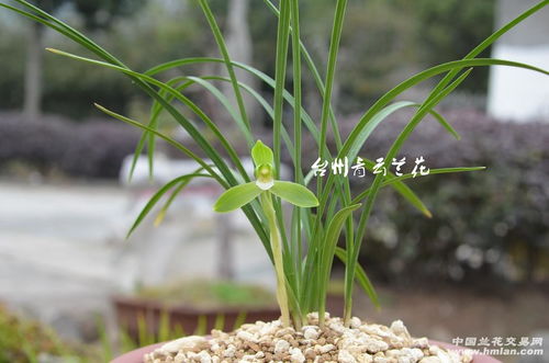 安琪石斛 纯新草1苗1芽，开品源自自家组培，看图就有真相