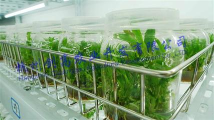 铁皮石斛组培与驯化 从科技育苗到健康栽培的全面解析
